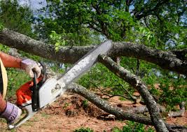 Best Emergency Tree Removal  in Fishers, IN